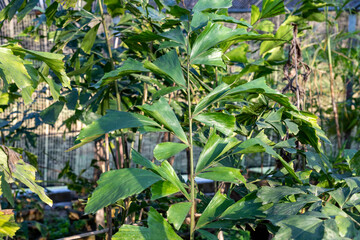 Obraz premium Caryota is a genus of palm trees. They are often known as fishtail palms because of the shape of their leaves.