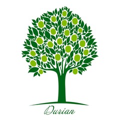 Obraz premium Durian tree isolated on a white background. Fresh durian fruit on tree. Durians are the king of fruits, Tropical of asian fruit. Vector Illustration