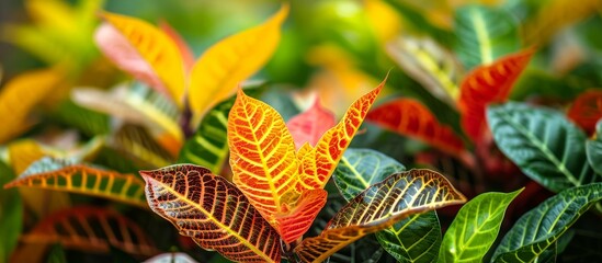 a close up of a plant with colorful leaves . High quality