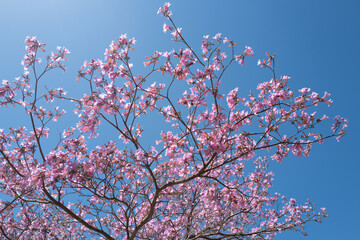 Pink Cherry blossom tree on blue sky background. Spring blossom, branch of a blossoming tree.