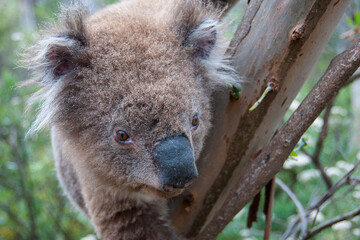 Koala in the wild, Australia
