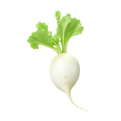 white radish isolated on transparent or white background, png