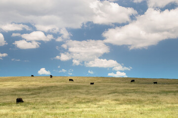 Cattle, rural New South Wales, Australia