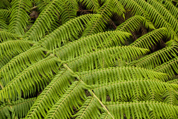 Tree Fern, New South Wales, Australia