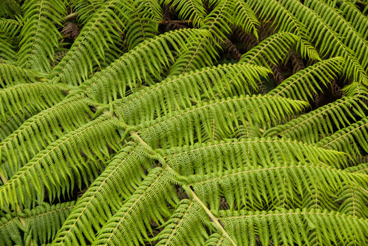 Tree Fern, New South Wales, Australia