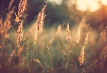 wheat field at sunset