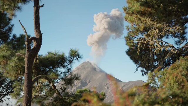 Morning view of Fuego Volcano, Guatemala, with a towering ash plume framed by lush vegetation