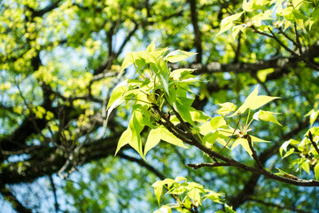 Maple leaf.