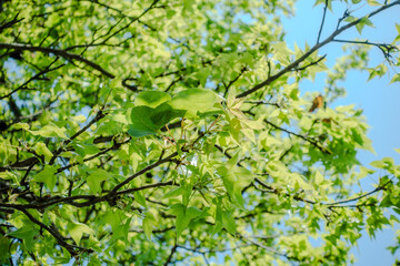 Maple leaf.