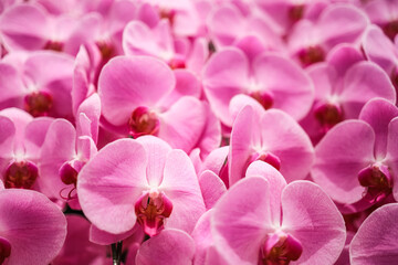 Naklejka na ściany i meble Beautiful purple orchid flowers on a branch
