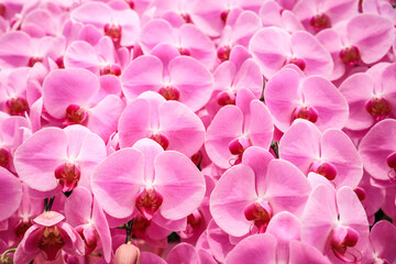 Beautiful purple orchid flowers on a branch