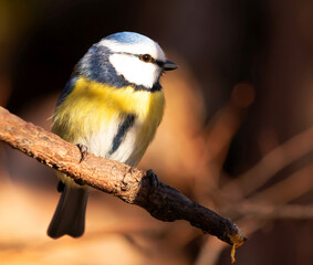 Blue tit resting on the branch
