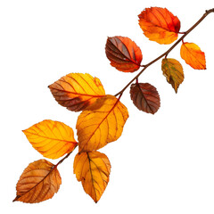 Fototapeta premium Autumn leaves isolated on transparent or white background, png