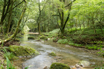 Obraz premium 緑の森をバックに流れる浅い川
