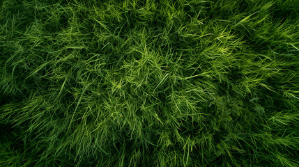 the serenity of a lush green grass meadow with a bird's eye view, vibrant greenery, and texture of the grass, warm, morning sunlight, natural