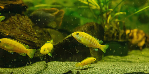 Obraz na płótnie Canvas African Malawi Cichlids. Blurred photo of home fishes in aquarium, pet care concept