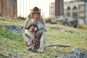 Monkey family mom and her son on turf