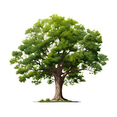 A big greenery isolated tree on white background