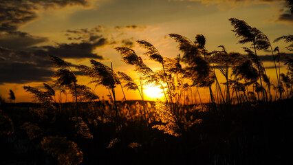 Reeds swaying in the wind and a beautiful sunset on a frozen lake. The lights of a sun.	