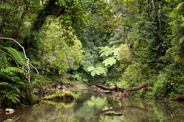  lush and vibrant rainforest in FNQ, Australia. This tropical paradise is characterized by dense foliage, diverse wildlife, and stunning natural beauty, offering a serene and immersive experience