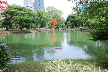 Fototapeta premium Bangkok, Thai, Thailand, Summer, Lumpini Park, Asia, Travel