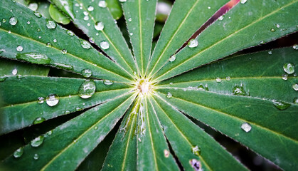 Morning dew drops on the green petals of the plant. Beauty is in nature.