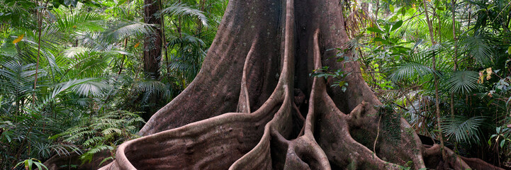 buttress roots, rainforest view near Henrietta Creek, Wooroonooran National Park, North Queensland, Australia - obrazy, fototapety, plakaty