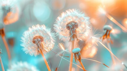 Soft dandelions flower, extreme closeup, abstract spring nature background