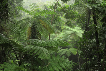 Steamy Rainforest, Lake Morris, Cairns, Queensland, Australia