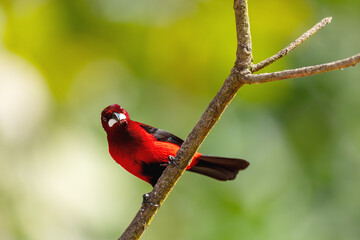 Crimson-backed tanager (Ramphocelus dimidiatus) male, species of bird in the family Thraupidae. Minca, Sierra Nevada de Santa Marta Magdalena department. Wildlife and birdwatching in Colombia.