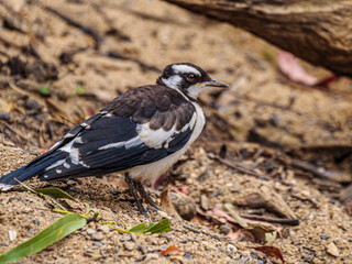  Magpie Lark Looks Forward