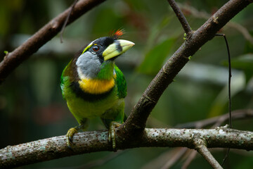Fire tufted barbet psilopogon pyrolophus perching on tree branch, feeding on wild berries, natural bokeh background