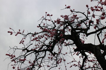 冬の風景　梅の木　空は曇り