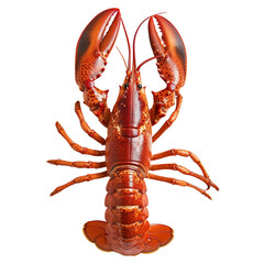lobster isolated on transparent background
