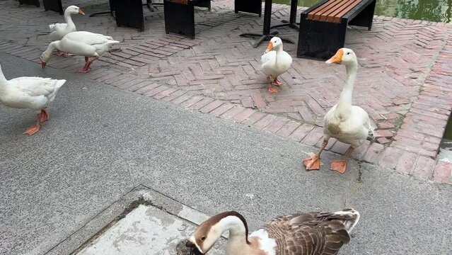 White swans loitering in ofc area canteen in Kolkata, India.