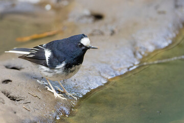 Little Forktail bird close up, bird on a rock, bird close to water, bird in Taiwan
