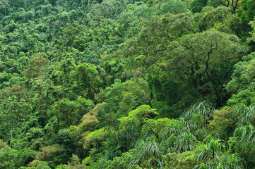 Naklejka premium rainforest near Cairns, North Queensland, Australia