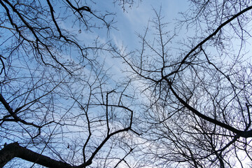 空に伸びる枝