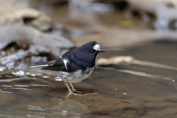 Little Forktail bird close up, bird on a rock, bird close to water, bird in Taiwan
