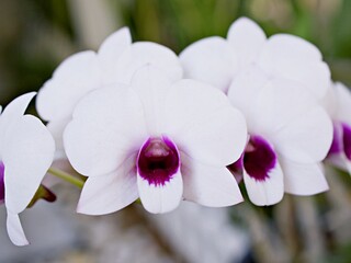 white-purple flower orchids  cooktown ,Dendrobium bigibbum mauve butterfly orchid ,Callista bigibba ,Callista sumneri