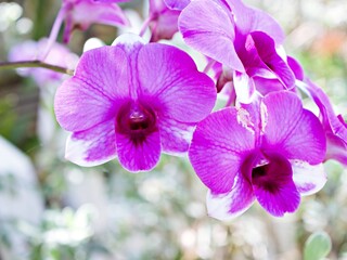 white-purple flower orchids  cooktown ,Dendrobium bigibbum mauve butterfly orchid ,Callista bigibba ,Callista sumneri