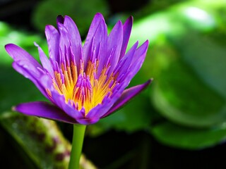 Purple violet flower water lily Nymphaea nouchali var. caerulea ,Egyptian lotus plants ,Nymphaeaceae ,macro image ,tropical aquatic plant with sky-blue flower ,Egyptian blue lily ,Sacred blue lily 