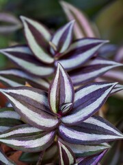 Purple Zebra plant ,Wandering Jew ,Tradescantia Zebrina ,Spiderwort ,Silk plant ,purple heart ,Inch plant , colourful foliage of silver ,Silvery leaves ,zebra-patterned foliage ,purple passion ,