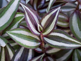 Purple Zebra plant ,Wandering Jew ,Tradescantia Zebrina ,Spiderwort ,Silk plant ,purple heart ,Inch plant , colourful foliage of silver ,Silvery leaves ,zebra-patterned foliage ,purple passion ,
