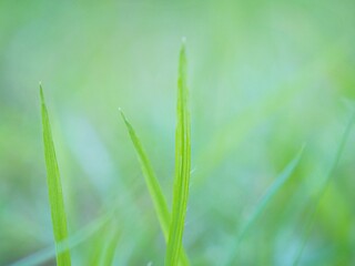 Green grass leave lush ,Abstract  nature leaf green tones with evergreen blurred background ,freshness wallpaper concept ,soft focus macro image, blur nature leaves and bright, greenery in garden turf