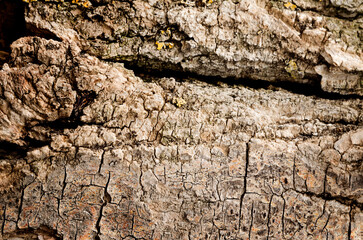The bark of an old tree. Natural background