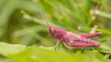 erythrism - a genetic mutation associated with overproduction of red pigment and insufficient...