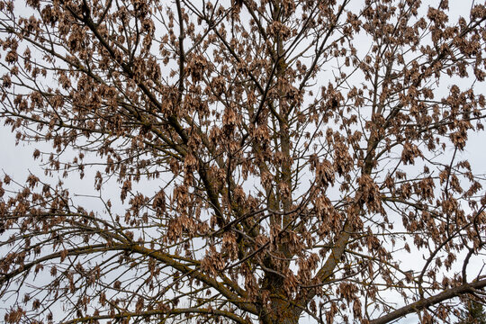 Fraxinus excelsior. Common or northern Ash tree, covered in hanging seeds. León Park, Spain.