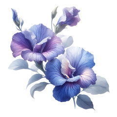 Butterfly pea