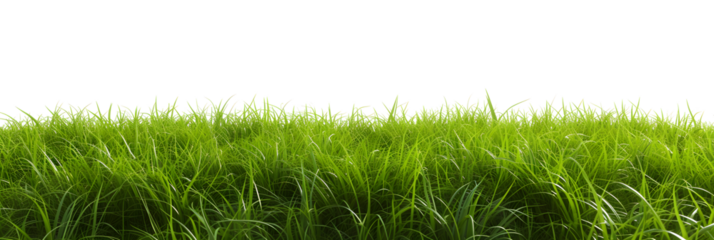 Natural fresh green grass cut out backgrounds 3d rendering